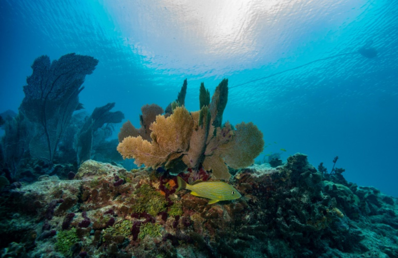 Un poisson nage autour d'un récif corallien à Key West, en Floride, le 13 juillet 2023 © Joseph Prezioso