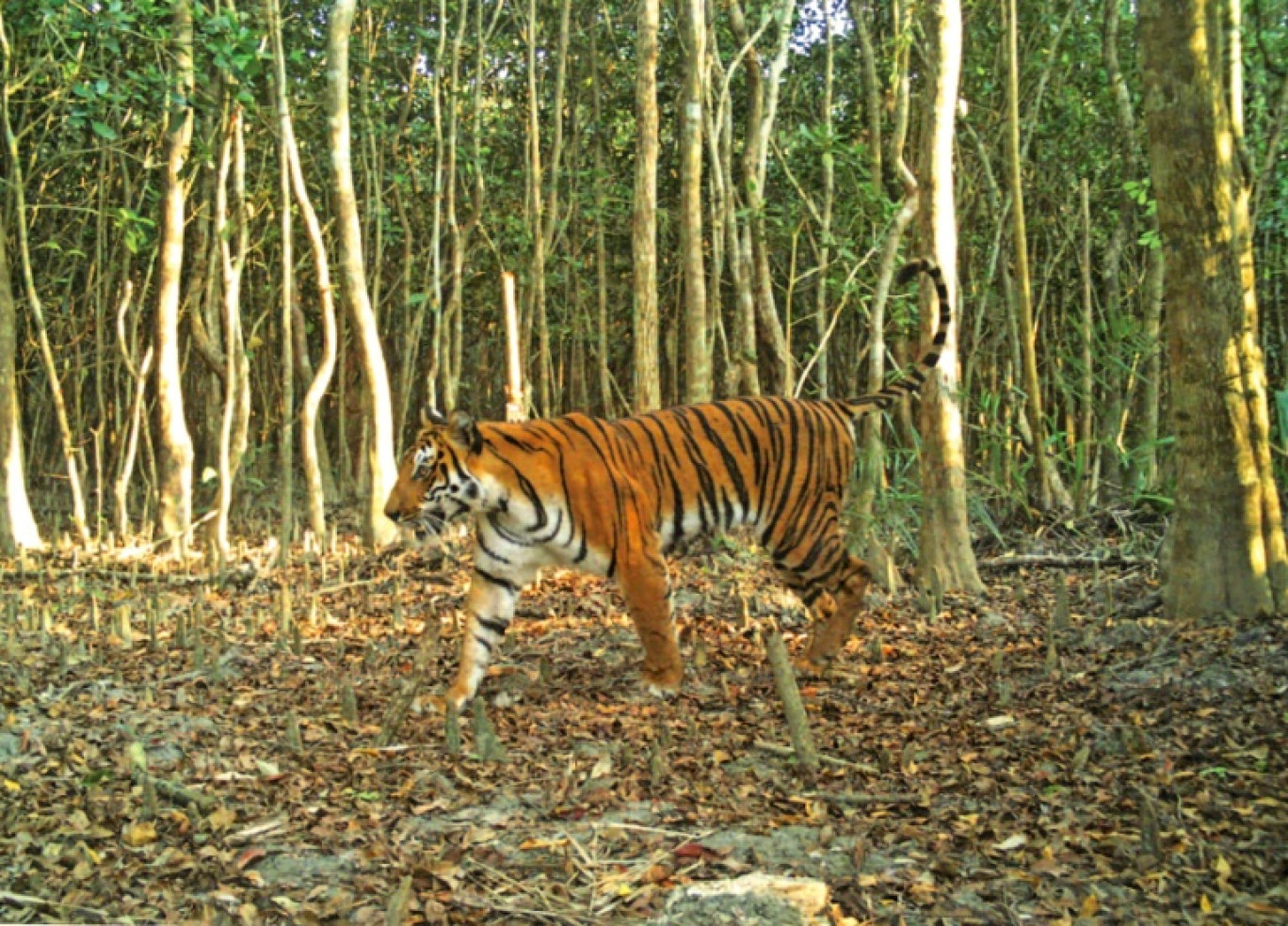 Un tigre du Bengale dans la forêt de Sarankhola, au Bangladesh, le 11 avril 2018 © Handout