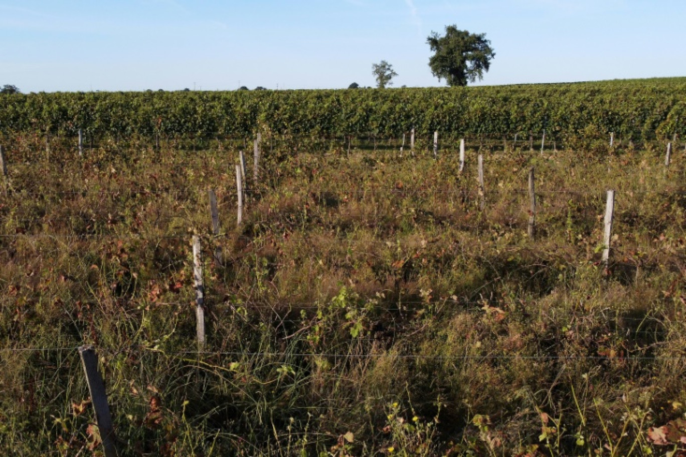 Des vignes laissées sans entretien pendant des années et touchées par le mildiou contaminent des vignes attenantes, le 13 juillet 2023 à Targon, en Gironde © ROMAIN PERROCHEAU