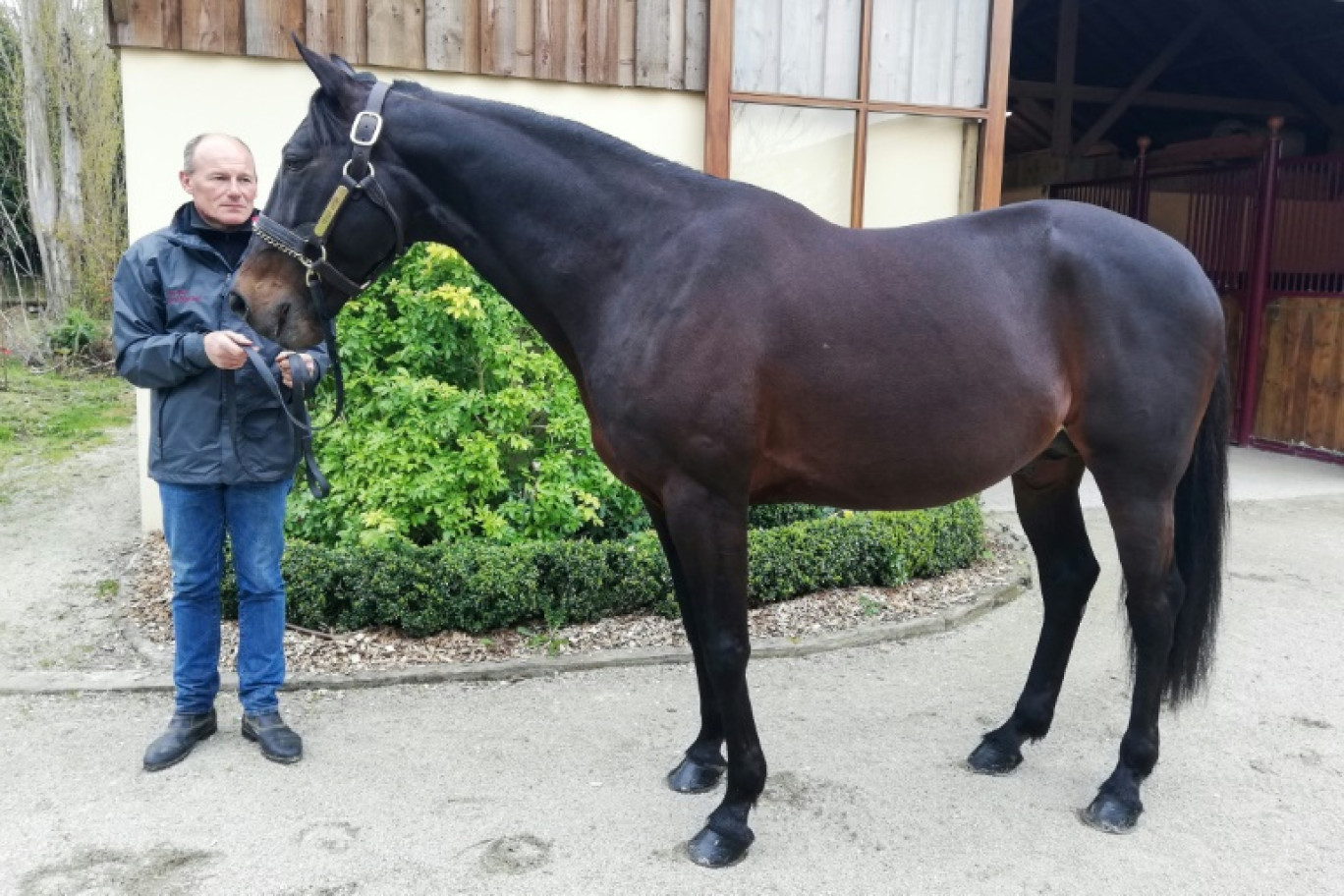 L'étalonnier Thierry Berthaud promène le trotteur Ready Cash au haras de Bouttemont, près de Lisieux, le 5 avril 2019 © Isabelle TOUSSAINT