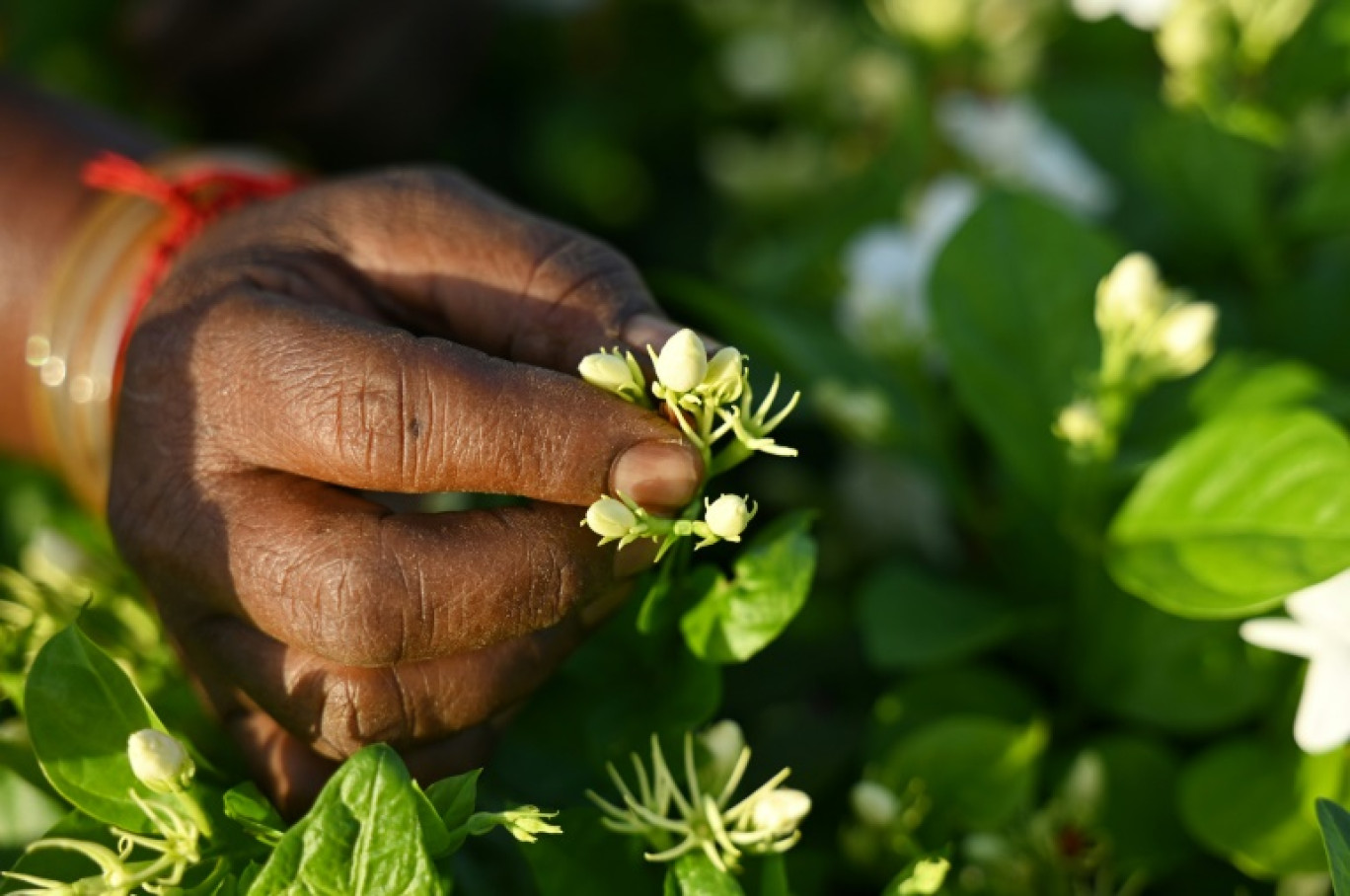 Récolte du jasmin dans un champ près de Madurai, en Inde, le 27 juin 2023 © R. Satish BABU