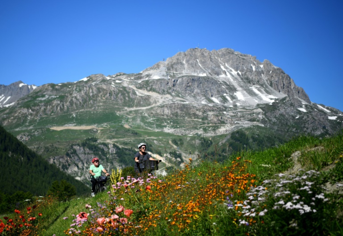 En Savoie, la cueillette de l'edelweiss est strictement interdite et celle du génépi limitée à 120 brins par jour et par personne © FRANCK FIFE