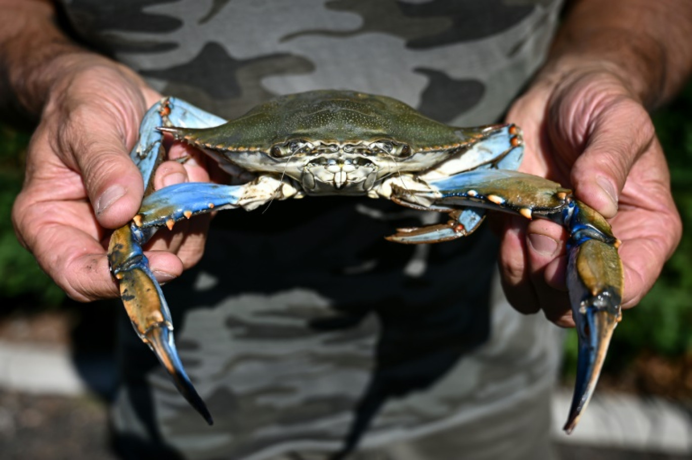 Un pêcheur tient un crabe bleu dans la lagune de Scardovari, au sud de Venise, le 11 août 2023 © Piero CRUCIATTI