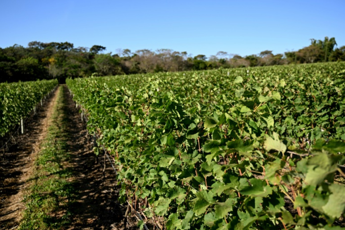 Le vignoble du domaine Villa Triacca à Paranoa, le 18 juillet 2023 au Brésil © EVARISTO SA