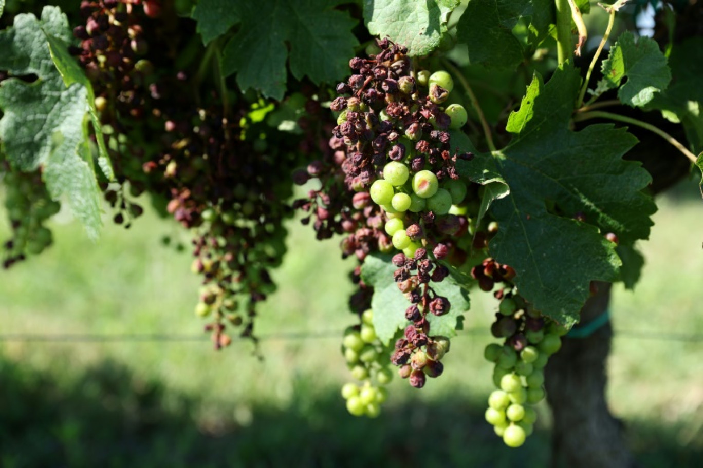 Alors que les vendanges devraient s'étaler jusqu'à fin septembre, le mildiou, parasite mi-algue mi-champignon, a frappé de plein fouet les vignobles de Nouvelle-Aquitaine avec 90% des vignes touchées à plus ou moins grande échelle © ROMAIN PERROCHEAU