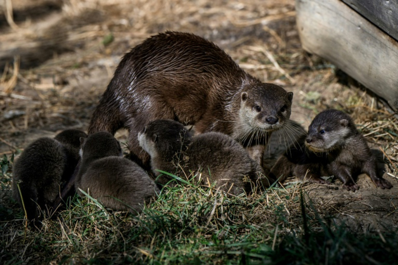 Des loutrons de deux mois près de leur mère au Parc Animalier d’Auvergne, le 17 août 2023 à Ardes, dans le Puy-de-Dôme © JEFF PACHOUD