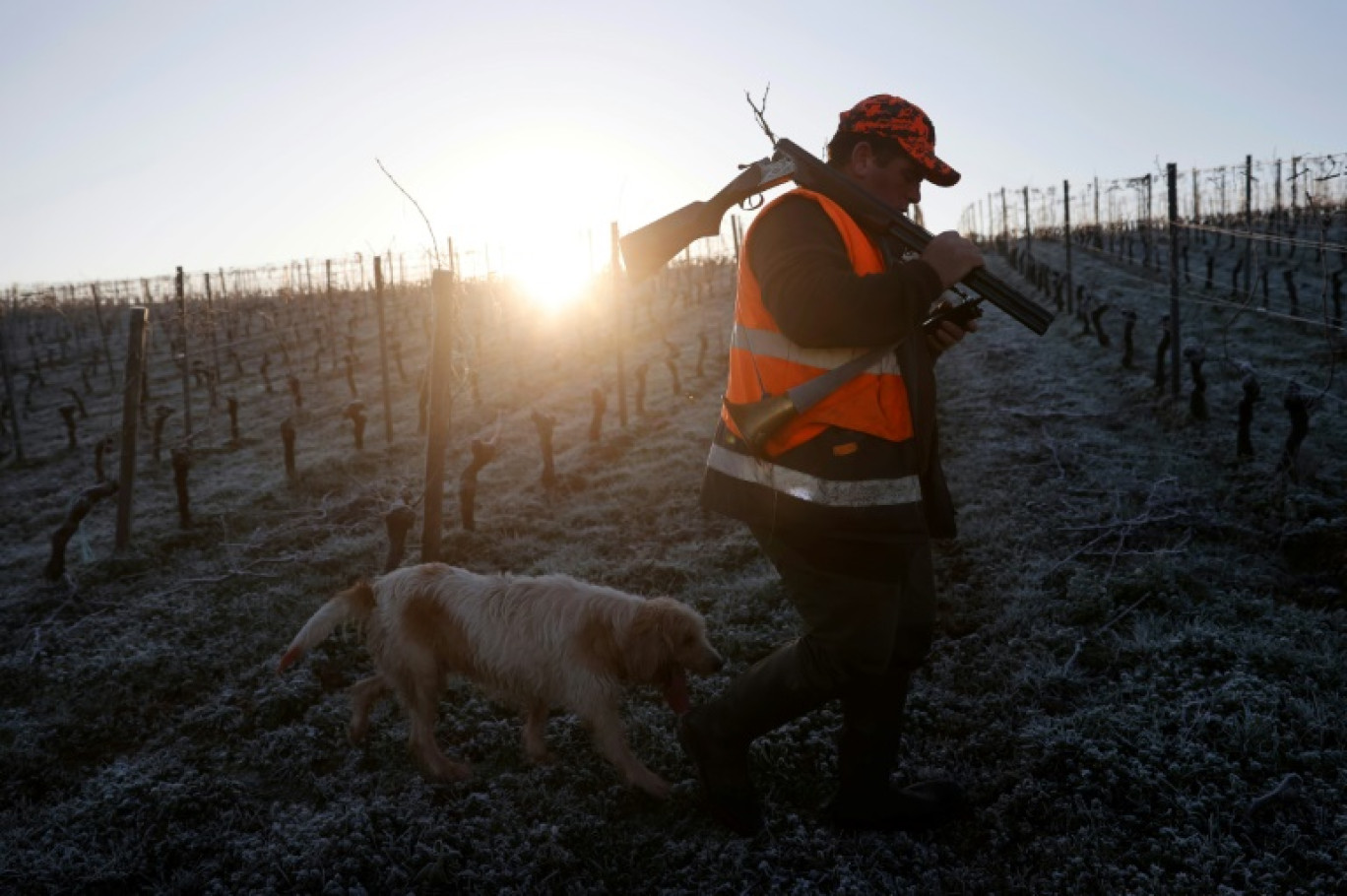 Un chasseur avec son chien participe à une chasse au chevreuil dans le village de Haux, en Gironde, le 21 janvier 2023 © ROMAIN PERROCHEAU