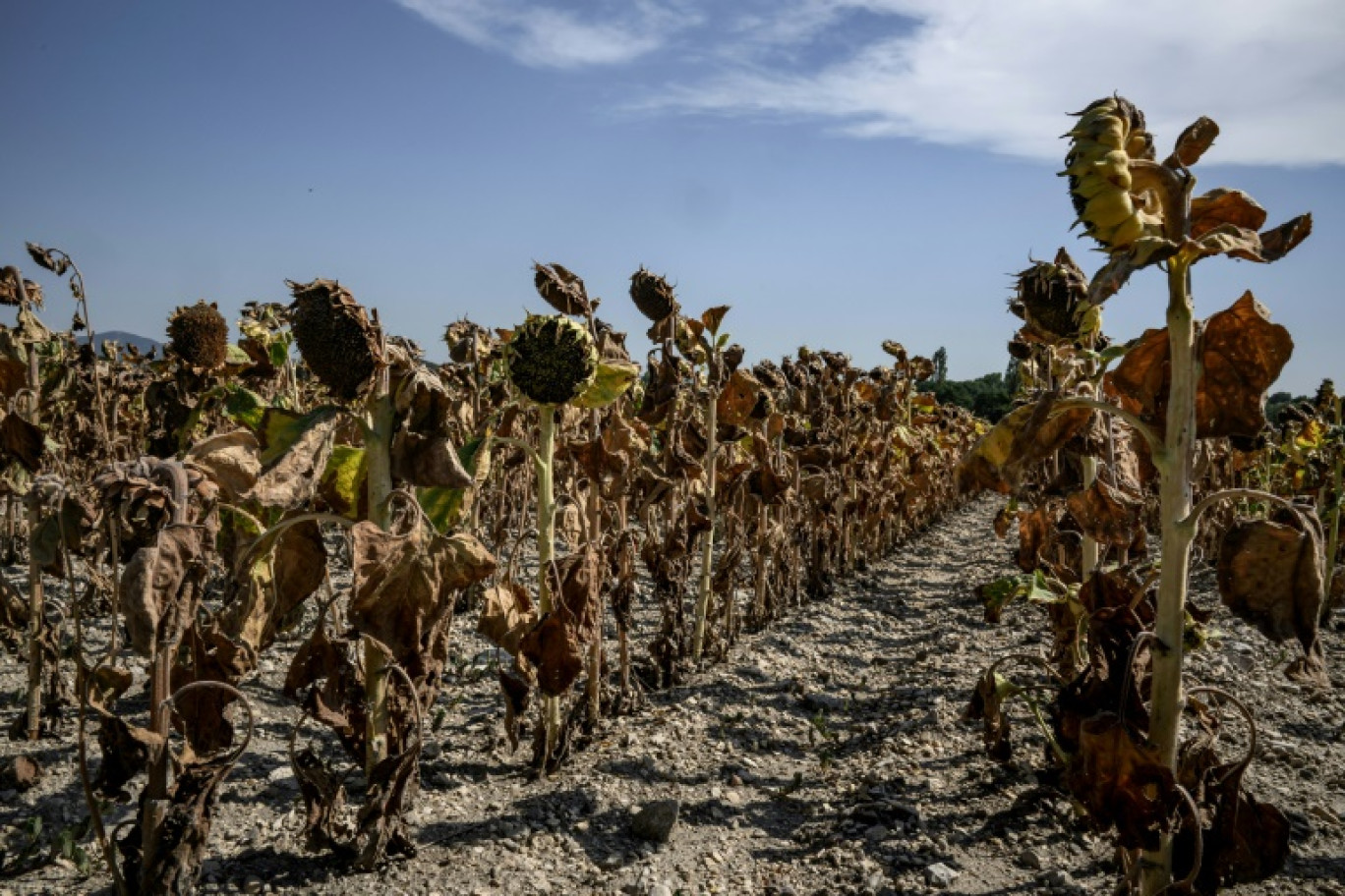 Des tournesols brûlés par le soleil à Puy-Saint-Martin, dans la Drôme, le 22 août 2023 © JEFF PACHOUD