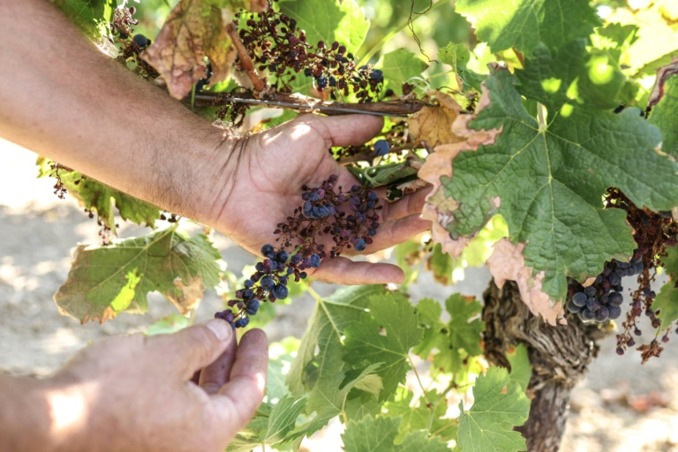 Des grappes de raison desséchées par le Mildiou à Brens, dans le vignoble de Gaillac, le 21 août 2023 dans le Tarn © Charly TRIBALLEAU