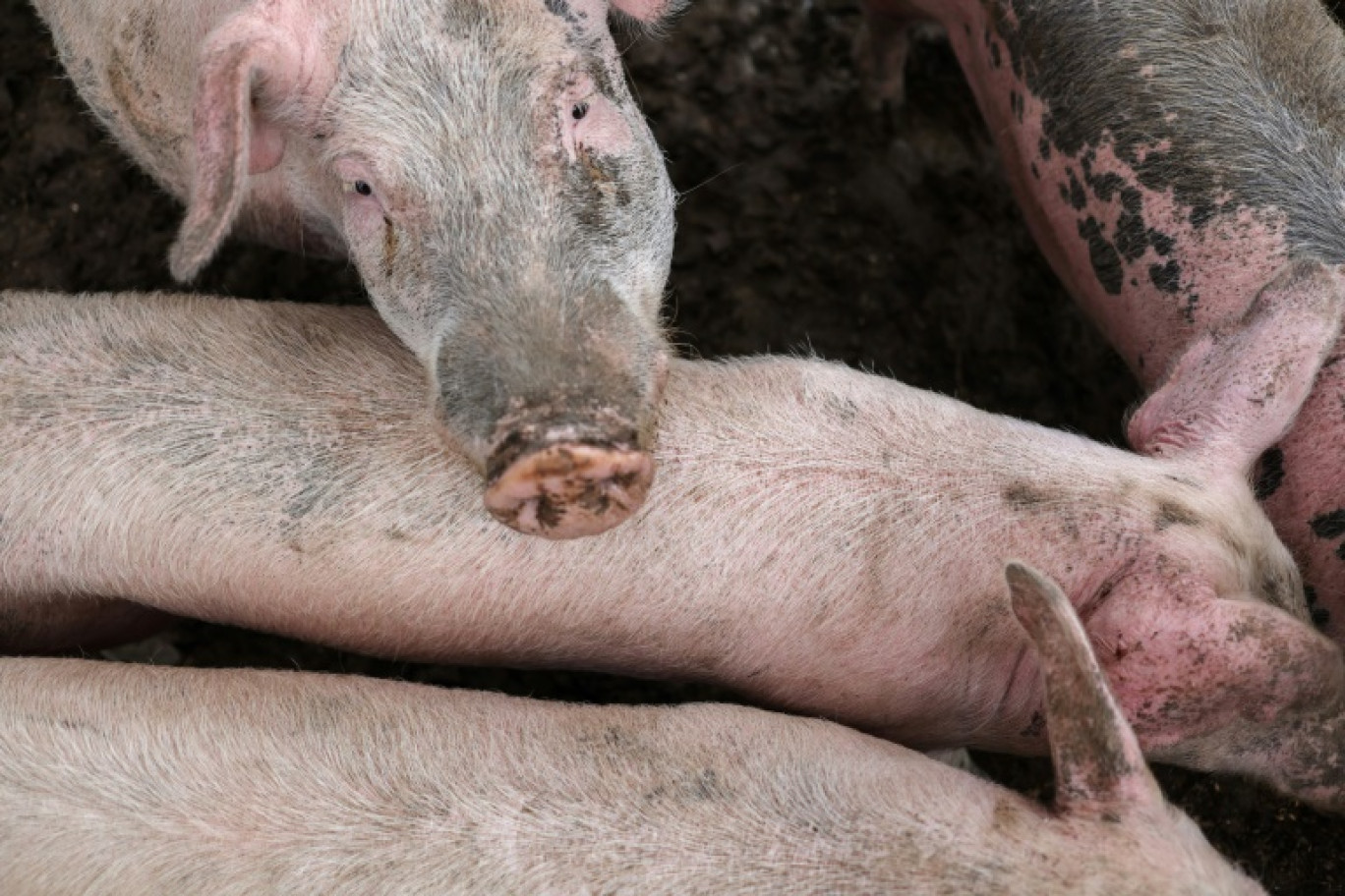 La France peut désormais exporter de la viande de porc jusqu'en Australie pour alimenter le marché local après la signature d'un protocole entre Paris et Canberra © Charly TRIBALLEAU