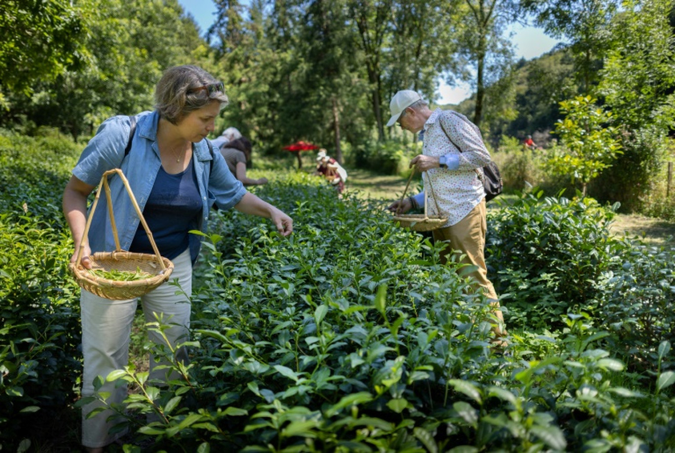 Des visiteurs cueillent des feuilles de thé dans la plantation "Filleule des fées" à Languidic, dans l'ouest de la France, le 9 août 2023 © Fred TANNEAU