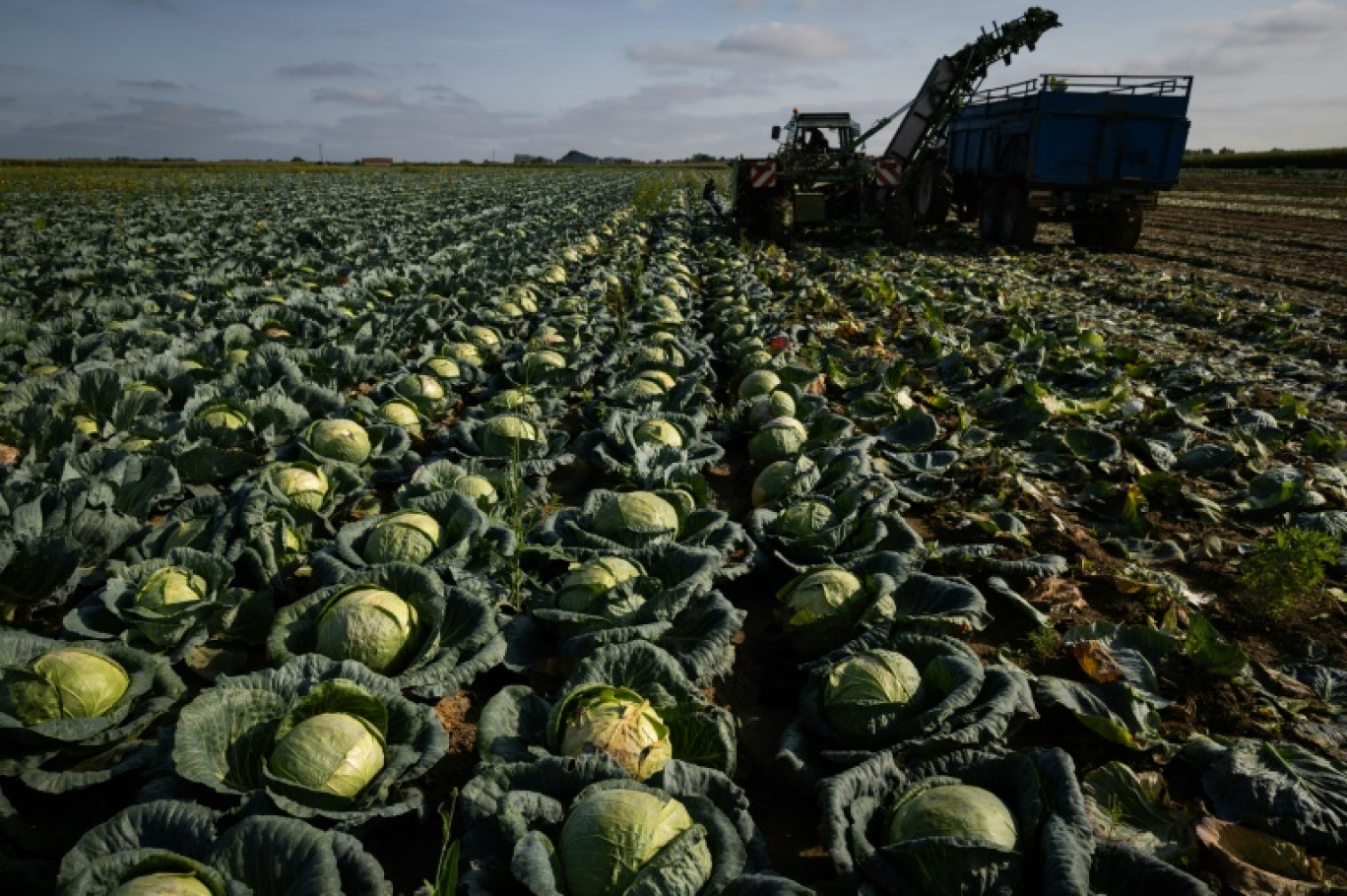 Des ouvriers agricoles récoltent des choux à Krautergersheim (Bas-Rhin), le 17 août 2023 © SEBASTIEN BOZON