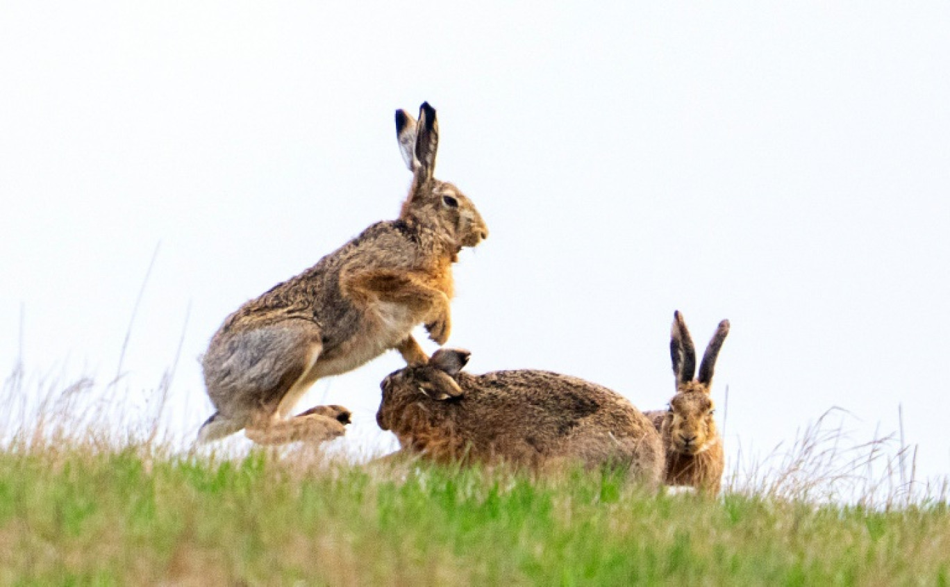 Le lapin a la faculté de s'étendre rapidement: jusqu'à 7 portées annuelles, de 5 lapereaux en moyenne chacune, et une maturité sexuelle dès l'âge de 3-4 mois, © GEORG HOCHMUTH