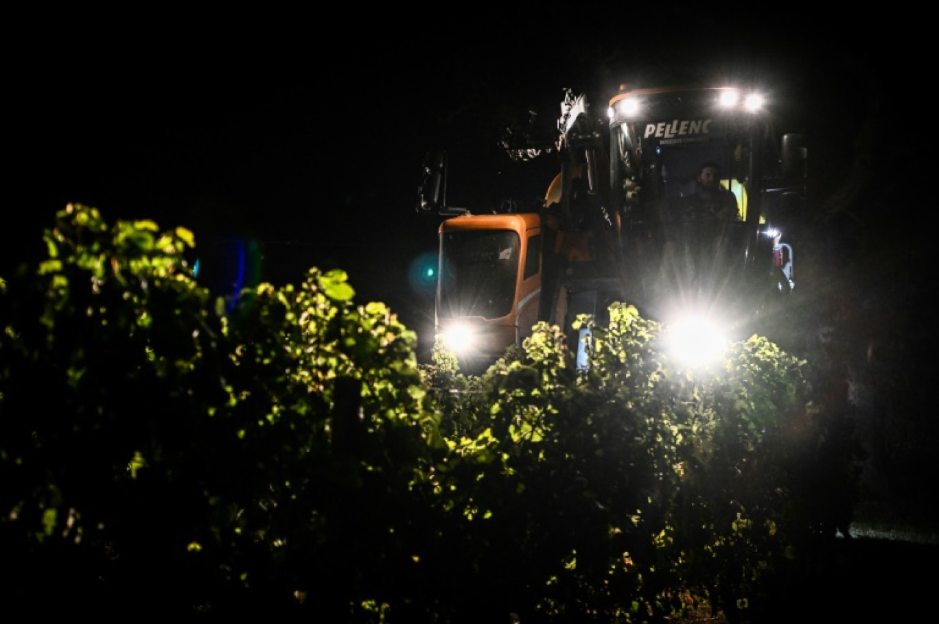 Des vendanges nocturnes dans les vignobles de Tutiac, dans le Val-de-Livenne, en Gironde, le 6 septembre 2023 © Philippe LOPEZ