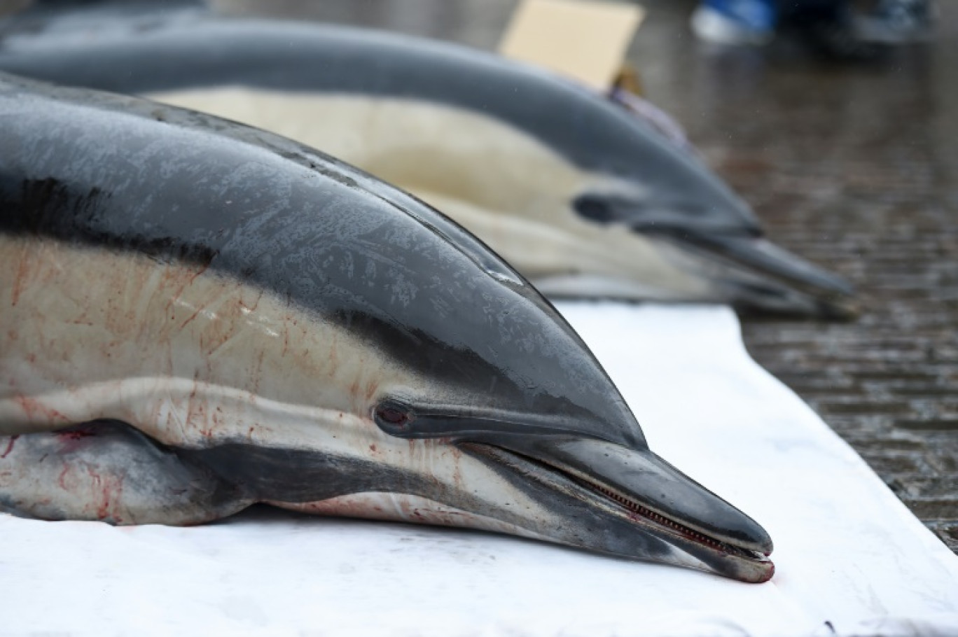 Des cadavres de dauphins retrouvés en mer au large des Sables d'Olonne, en Vendée, exhibés par des militants écologistes à Nantes venus dénoncer la pêche non sélective, le 24 février 2023 © Sebastien SALOM-GOMIS