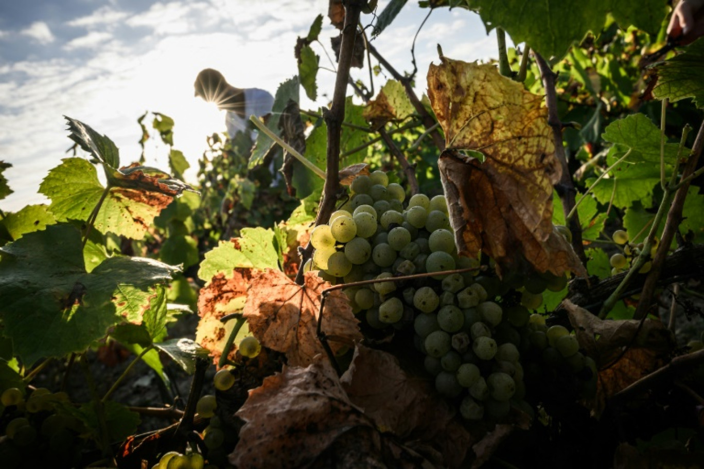 Vendanges à Château-Thébaud, le 13 septembre 2023 en Loire-Atlantique © LOIC VENANCE