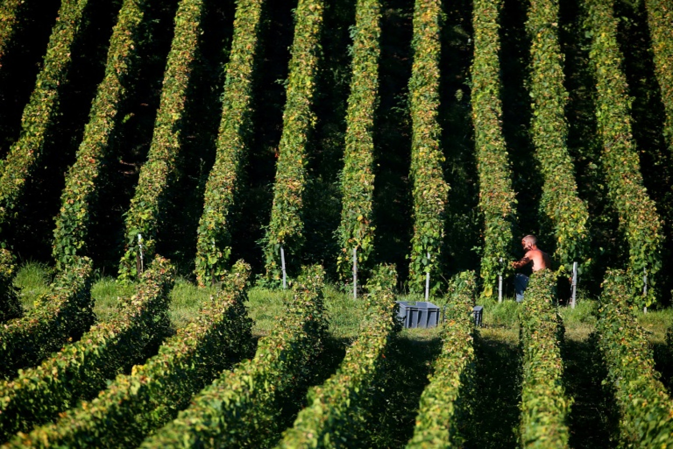 Vendanges dans un vignoble de Champagne, à Ludes, dans le département de la Marne, le 8 septembre 2023 © FRANCOIS NASCIMBENI