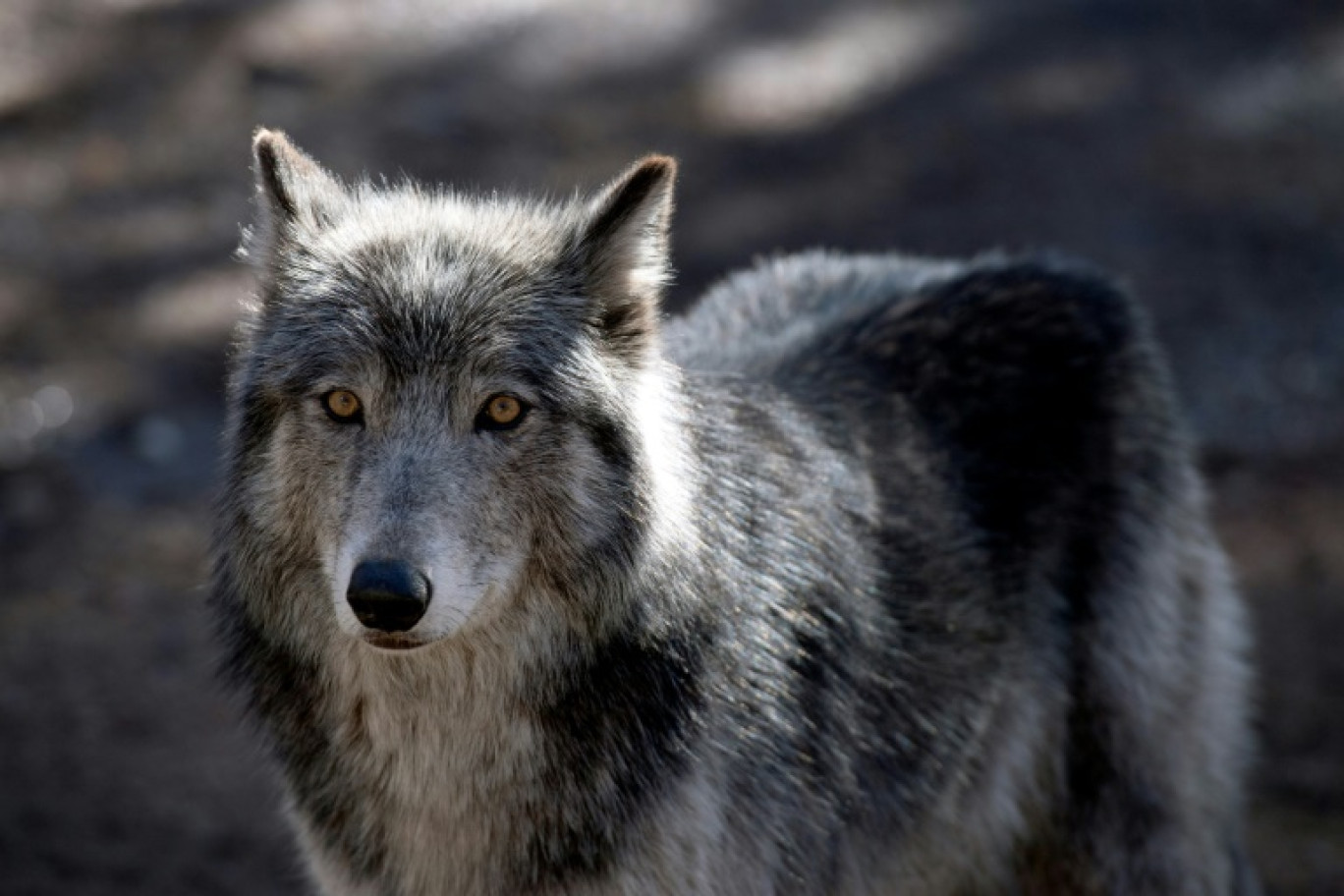 Le gouvernement a dévoilé à Lyon les grandes lignes de son "plan loup" 2024-2029, censé assurer une meilleure protection des troupeaux © Jason Connolly