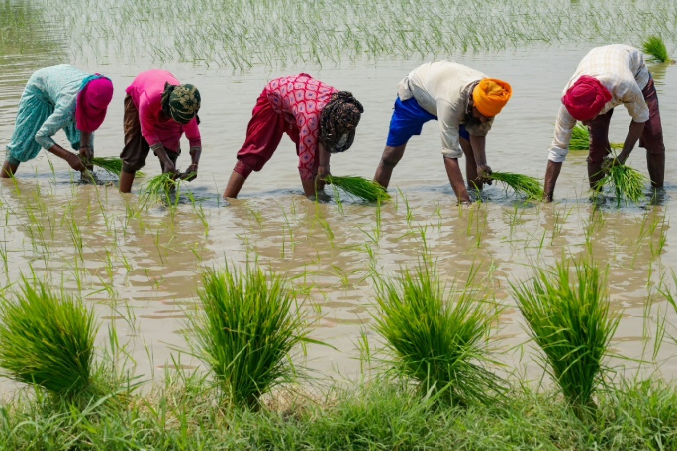 Des travailleurs plantent du riz dans les environs d'Amritsar, en Inde, le 19 juin 2023 © Narinder NANU