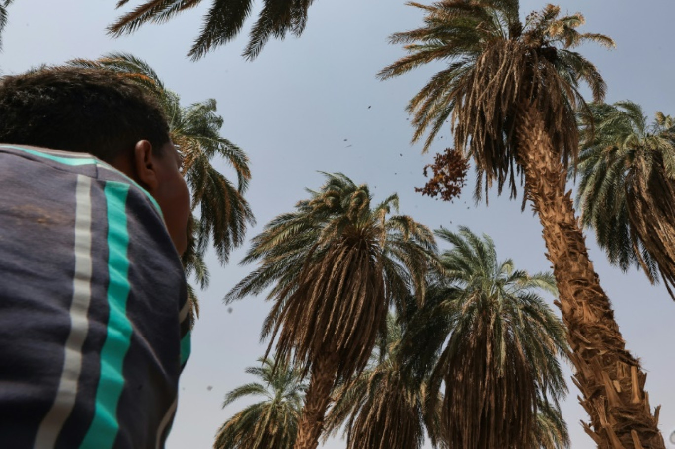 Récolte des dattes à Barkal, dans le nord du Soudan, le 15 septembre 2023 © ASHRAF SHAZLY