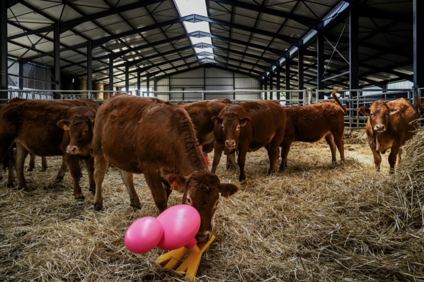 Des vaches lors d'une séance de formation en éthologie visant à mieux comprendre leur comportement au sein d'un troupeau, le 25 septembre 2023 à Saint-Germain-Laprade, en Haute-Loire © JEFF PACHOUD