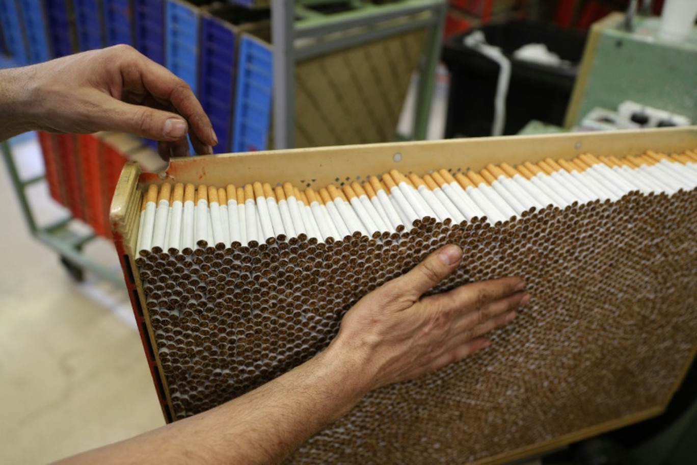 Chez MACOTAB (Manufacture Corse de Tabacs), la dernière manufacture française de cigarettes à Furiani en Corse, le 8 février 2023 © Pascal POCHARD-CASABIANCA