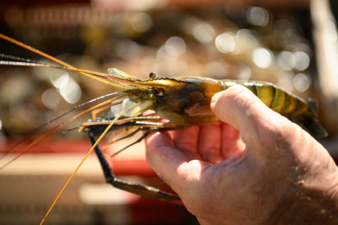 Une gambas tropicale dans une ferme aquacole, le 26 septembre 2023 à Idrac-Respailles, dans le Gers © Lionel BONAVENTURE