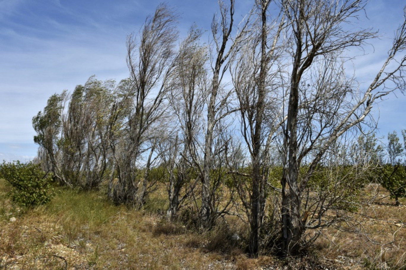 Les haies rendent de nombreux services: réserves de biodiversité, remparts contre l'érosion des sols et le ruissellement de l'eau, stockage de carbone, ombre pour le bétail... © RAYMOND ROIG