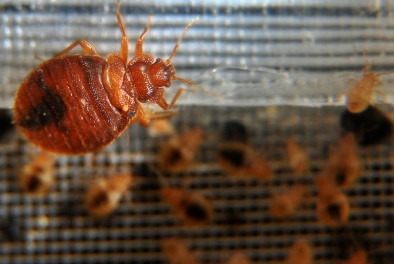 Pour éliminer les punaises de lit, un nettoyage minutieux du lieu infesté s'avère indispensable, même si le recours à un service antiparasitaire spécialisé peut se révéler souvent nécessaire © JEWEL SAMAD