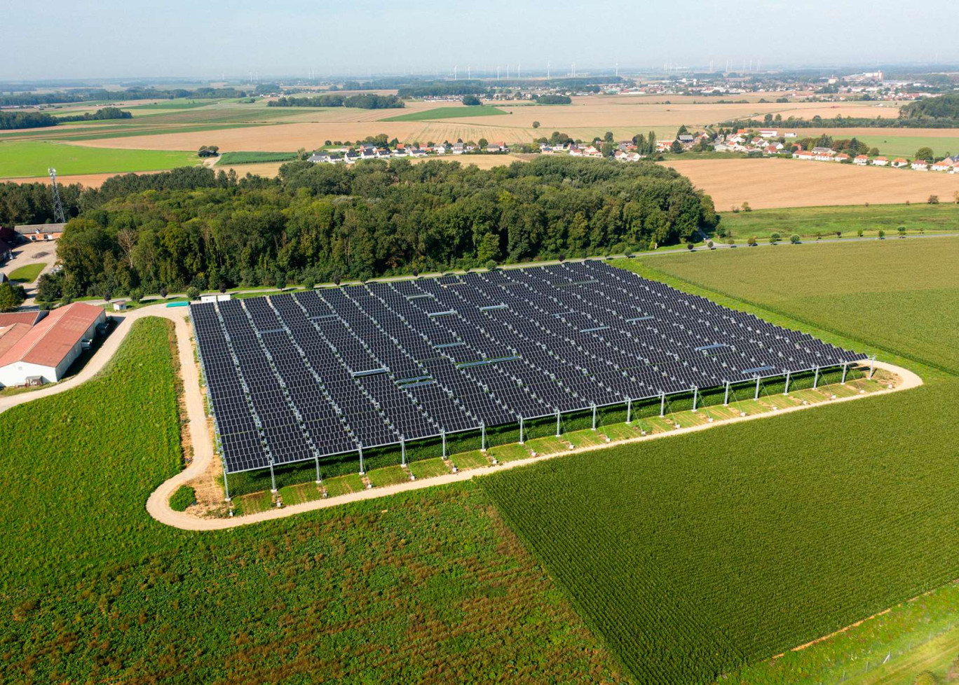 La canopée et le champ de trois hectares de maïs.