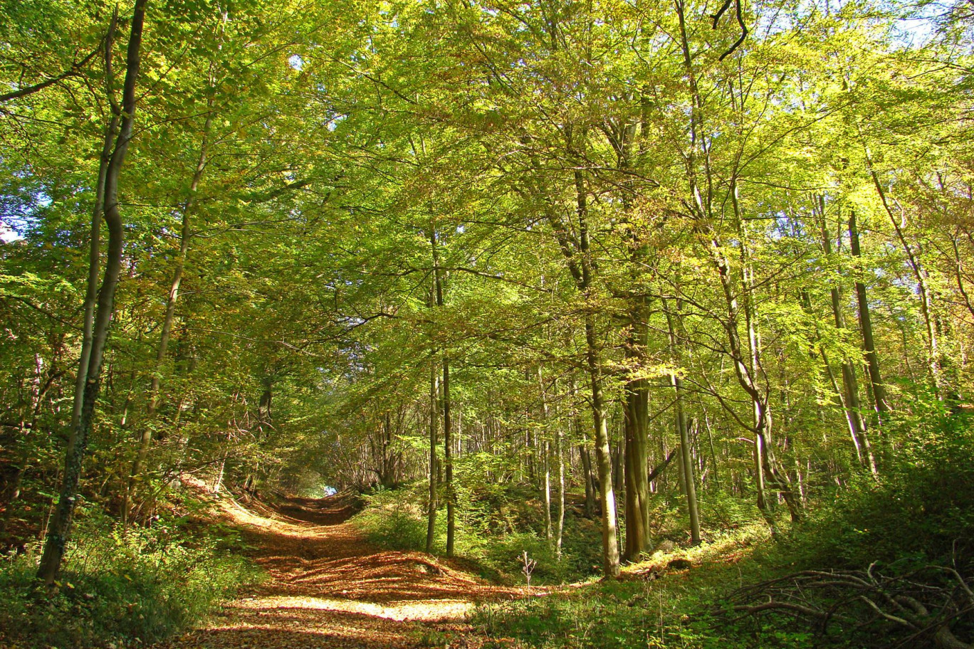 Selon le rapport, environ 15% de la forêt métropolitaine nécessiterait une action volontaire dans les dix prochaines années. © arenysam