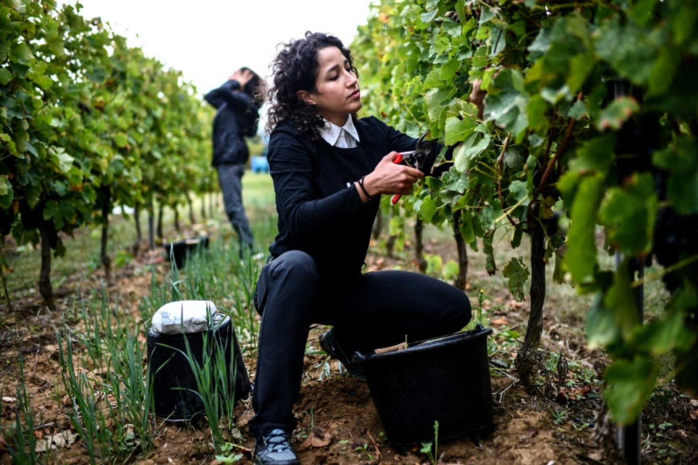 L'Iranienne Marjan Jangjoo récolte des grappes de syrah lors des vendanges chez le vigneron Masrour Makaremi qui recrée un vin perse au sein du vignoble Dubard, le 21 septembre 2023 à Saint-Méard-de-Gurçon, en Dordogne © Christophe ARCHAMBAULT