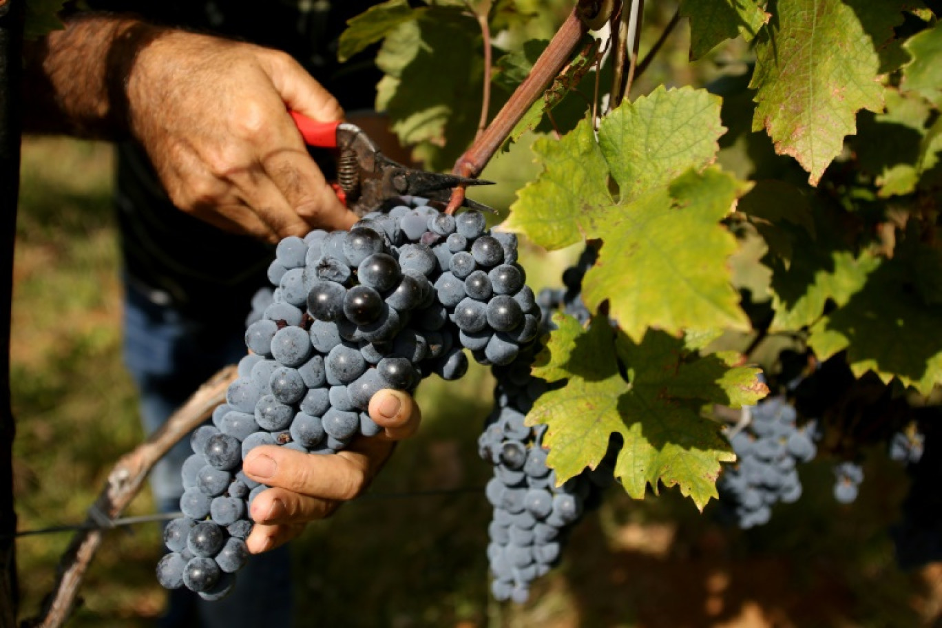 Des raisins du cépage Kallmet, dans les vignobles du village de Bukmire, près de la ville de Rreshen, en Albanie, le 21 septembre 2023 © Adnan Beci