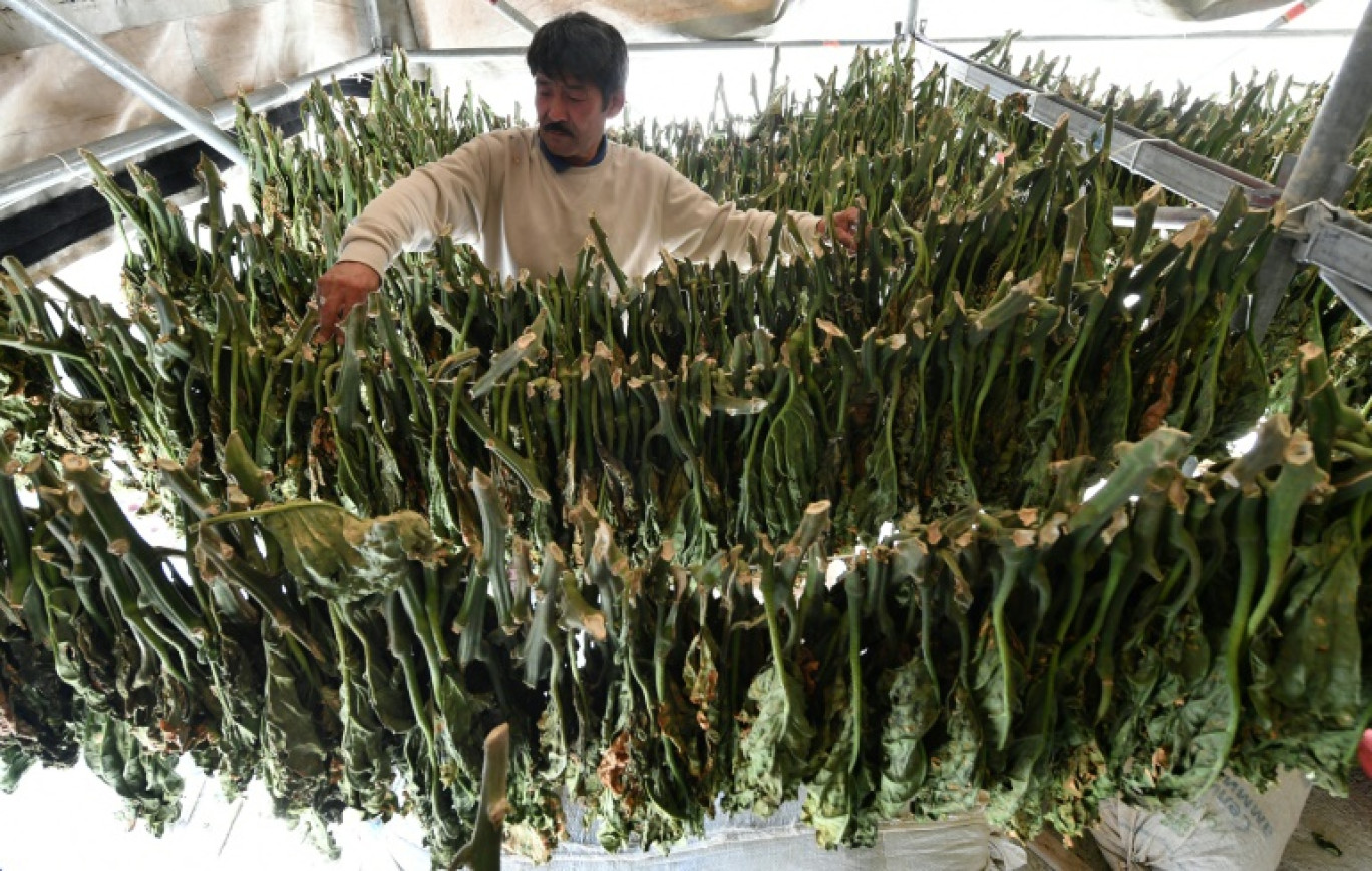 Le cultivateur Askarbek Douïcheev fait sécher des feuilles de nasvaï, un tabac à chiquer, le 29 septembre 2023 dans le village de Kara-Boulak, au Kirghizstan. © VYACHESLAV OSELEDKO