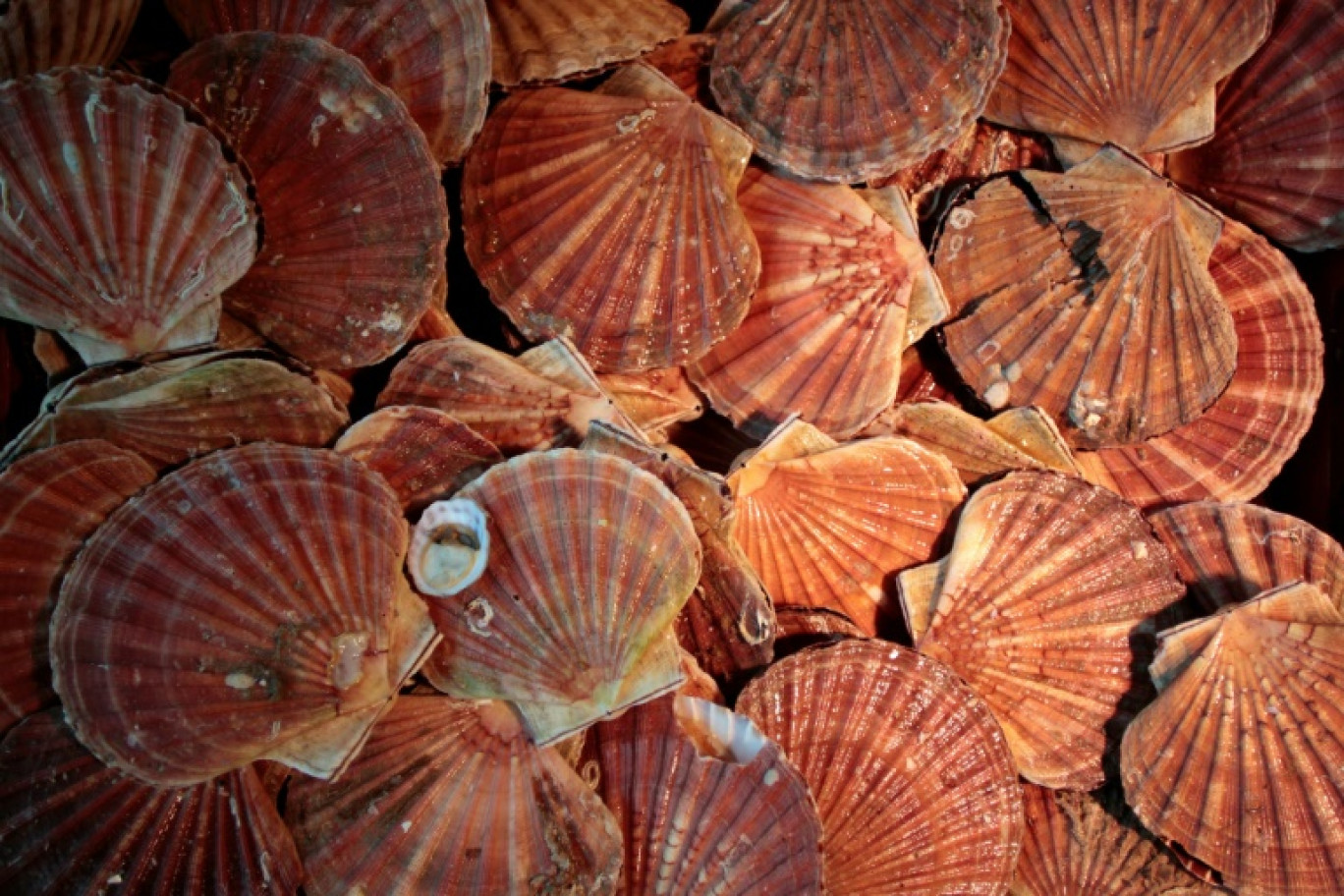 Les populations de coquilles Saint-Jacques ont atteint un nouveau record d'abondance cet été en baie de Saint-Brieuc et leur deuxième plus haut niveau depuis 50 ans en baie de Seine © CHARLY TRIBALLEAU