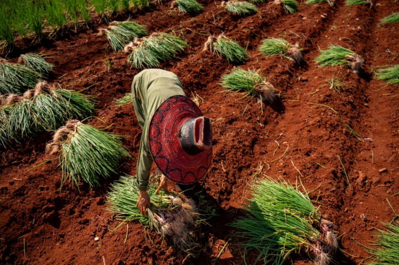 Un paysan récolte des oignons à Alquizar, dans la province d'Artemisa,  le 29 septembre 2023 à Cuba © Yamil LAGE