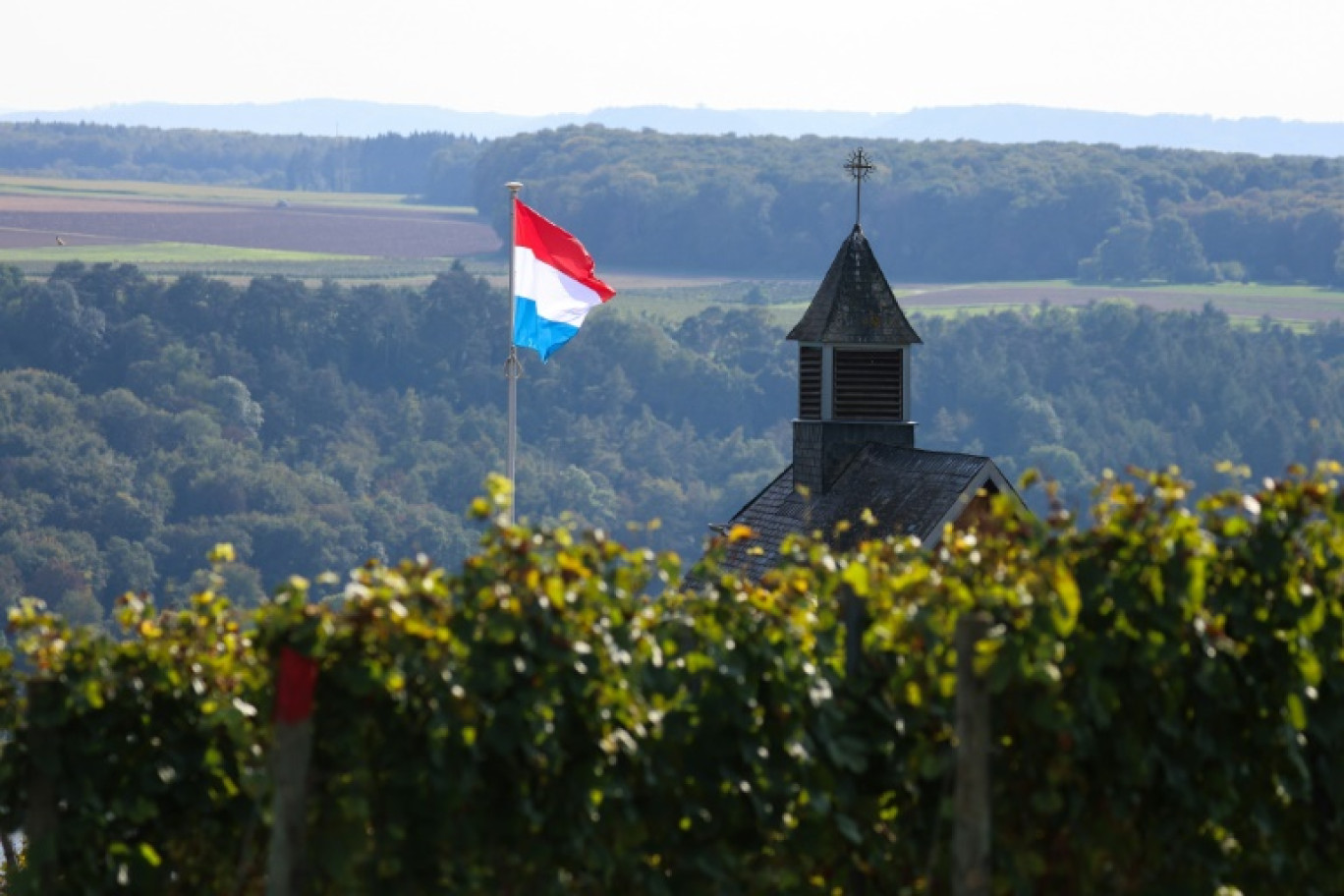 Une vigne au Luxembourg, le 28 septembre 2023 © Kenzo TRIBOUILLARD