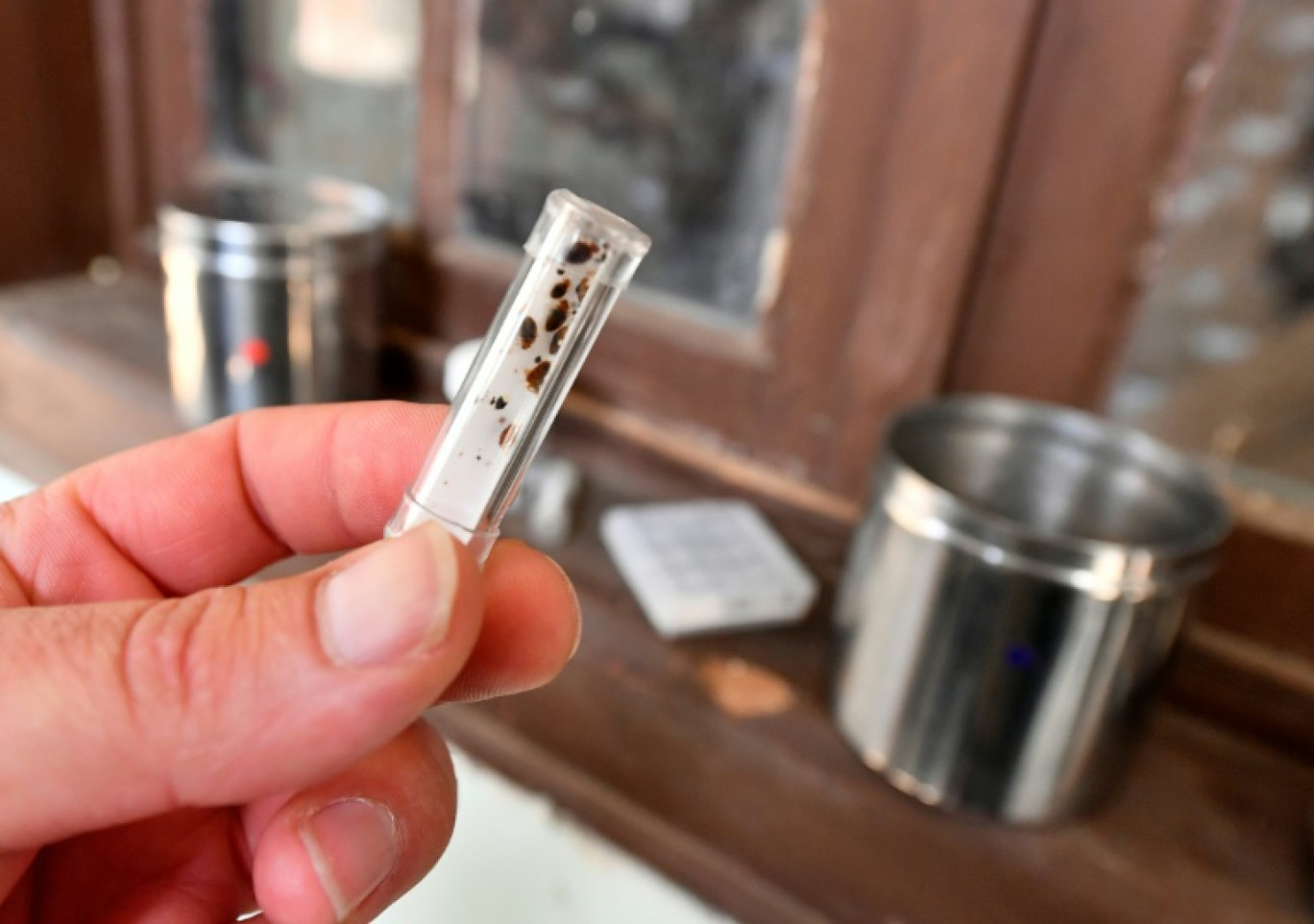 Des punaises de lit dans un tube en plastique, le 15 juillet 2019 à Magnac-Laval, en Haute-Vienne © GEORGES GOBET