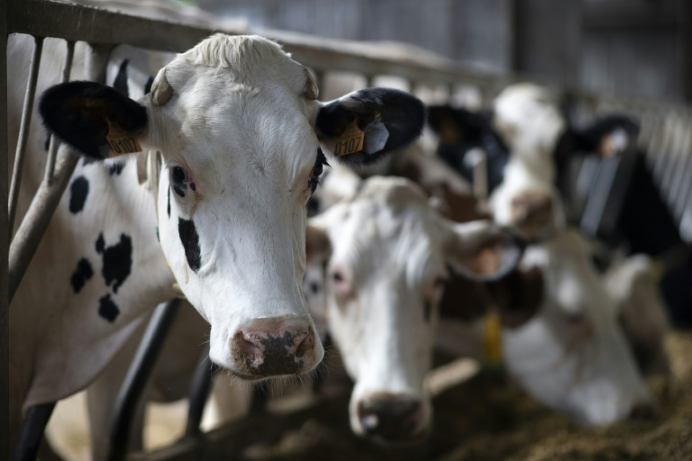 Les syndicats agricoles inquiets face à l'avancée de la maladie hémorragique épizootique (MHE), favorisée, selon eux, par le dérèglement climatique © FRED TANNEAU