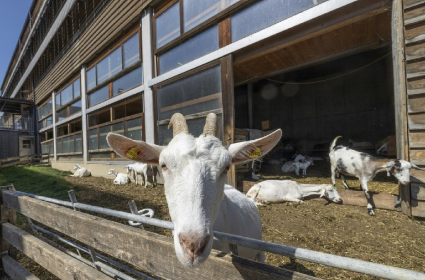 Des chèvres profitent du soleil dans une grange de la ferme et de la laiterie Metzler Kaese Molke GmbH, à Egg, dans le Bregenzerwald, en Autriche, le 11 septembre 2023 © ARND WIEGMANN