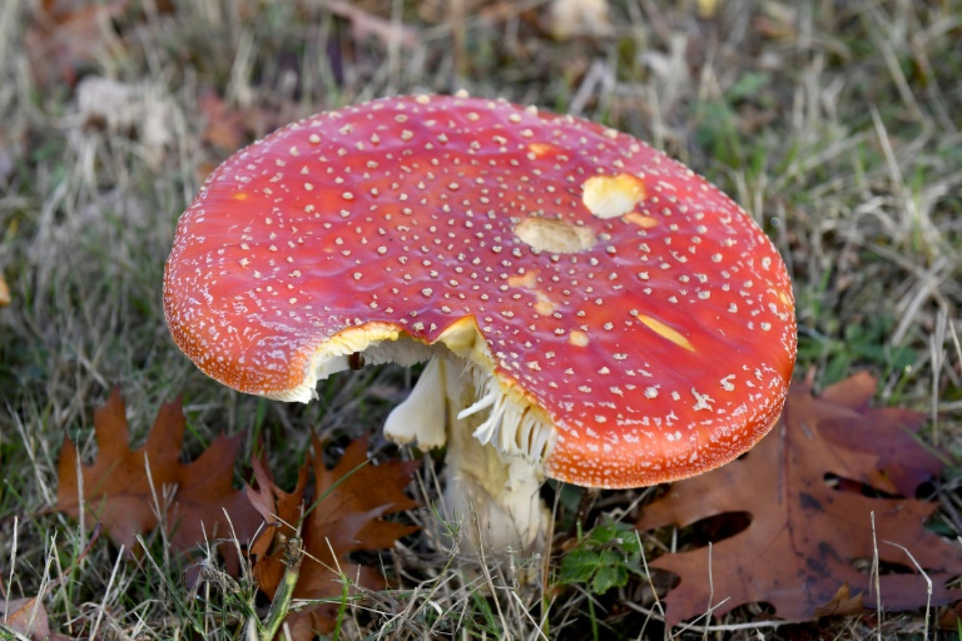 Plus de 600 cas d'intoxication aux champignons ont déjà été recensés depuis le 1er juillet 2023 en France, alors que la période de cueillette bat son plein © NICOLAS TUCAT