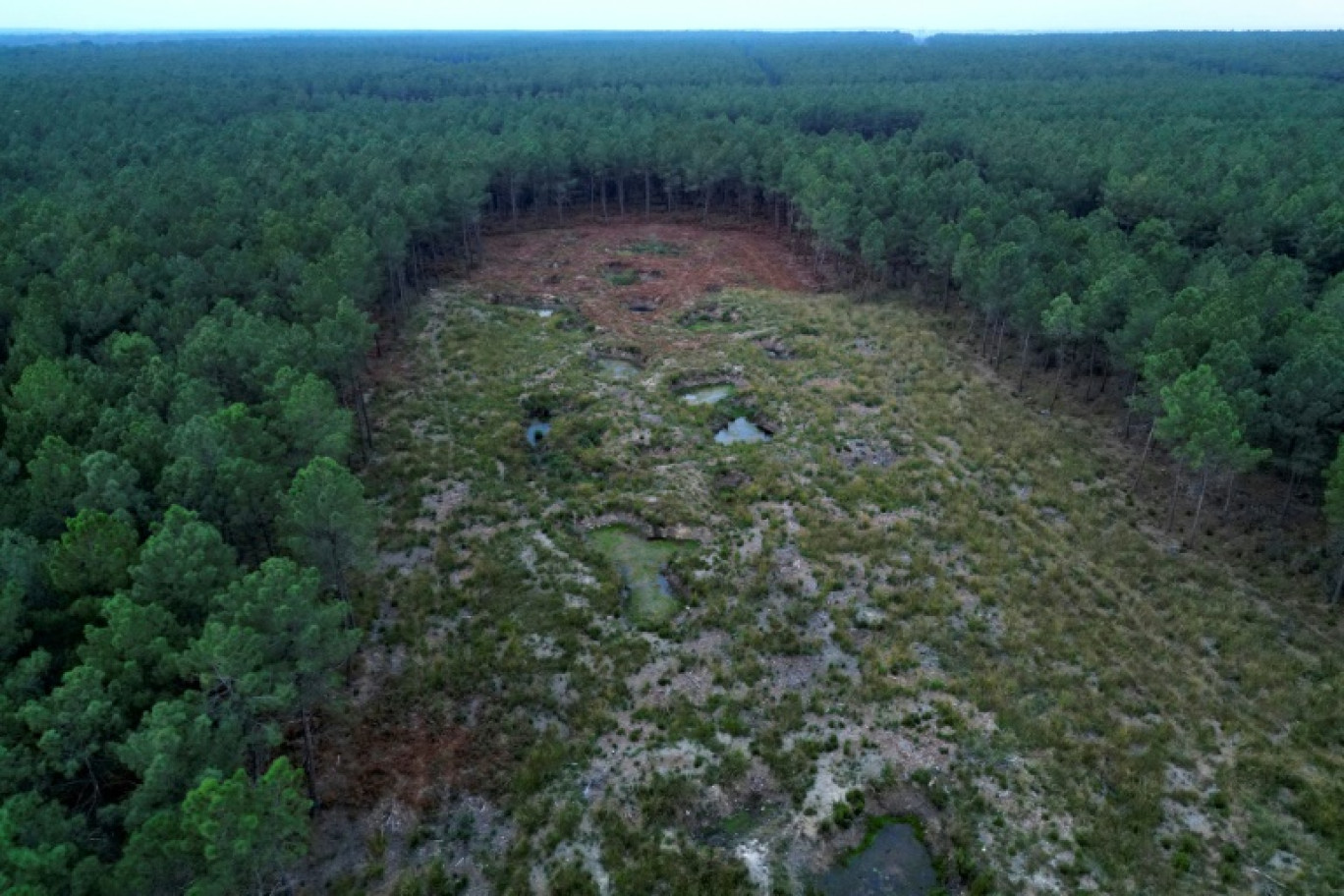 Une clairière dans la forêt de Moulière, près de Poitiers, le 13 octobre 2023 © GUILLAUME SOUVANT