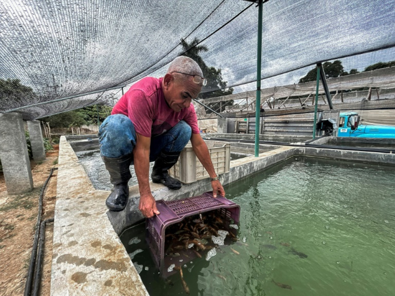 Un ouvrier immerge des alevins de tilapia dans un bassin d'une ferme aquaponique à La Havane le 19 octobre 2023 © YAMIL LAGE