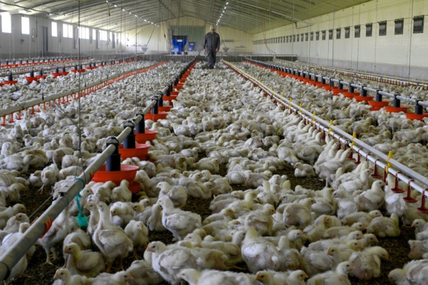 Dans un élevage de poulets à Forges-de-Lanouée (Morbihan), le 16 octobre 2023 © Damien MEYER