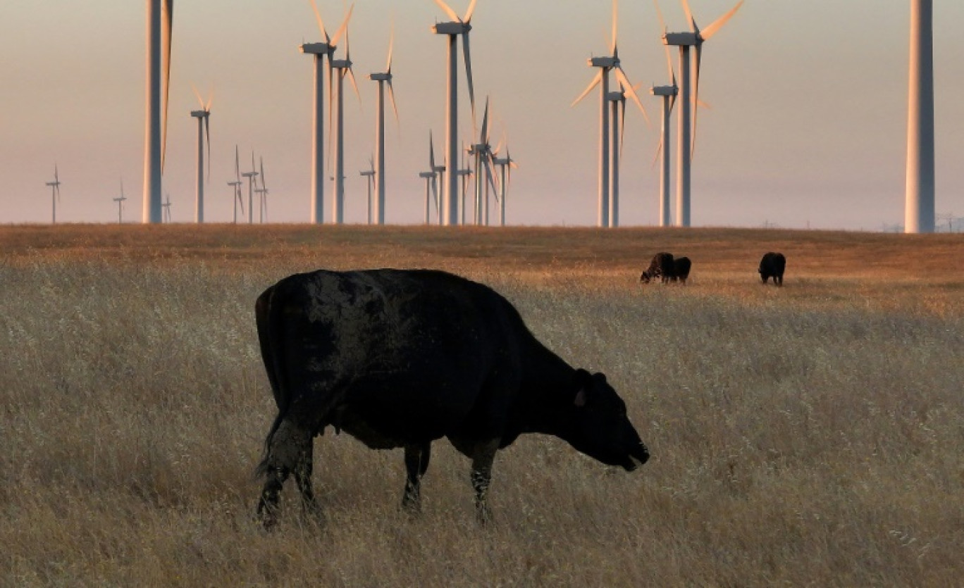 Les prix de la viande rouge atteignent des records aux Etats-Unis, dopés par une consommation qui ne faiblit pas mais surtout par la réduction progressive du cheptel bovin sous l'effet de la sécheresse © JUSTIN SULLIVAN