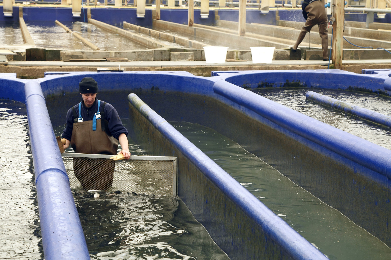 Aquaculture, une des activités de la bioéconomie. Crédit Photo Région Hauts-de-France