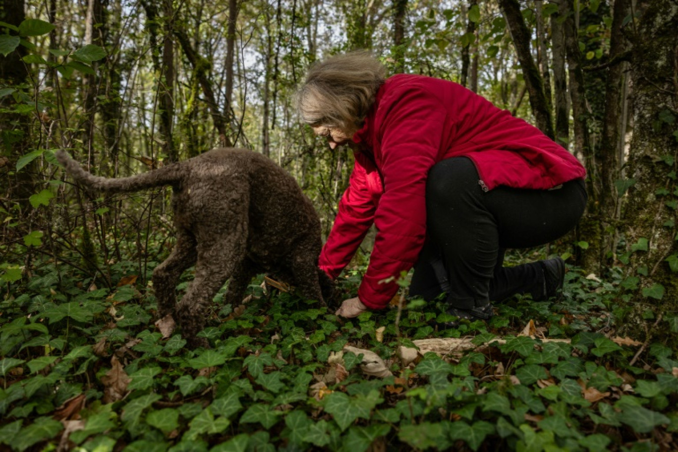 La trufficultrice Christine Dupaty, accompagnée de sa chienne truffière, déterre une truffe de Bourgogne dans une forêt à Terrefondrée, le 18 octobre 2023 en Côte-d'Or © ARNAUD FINISTRE