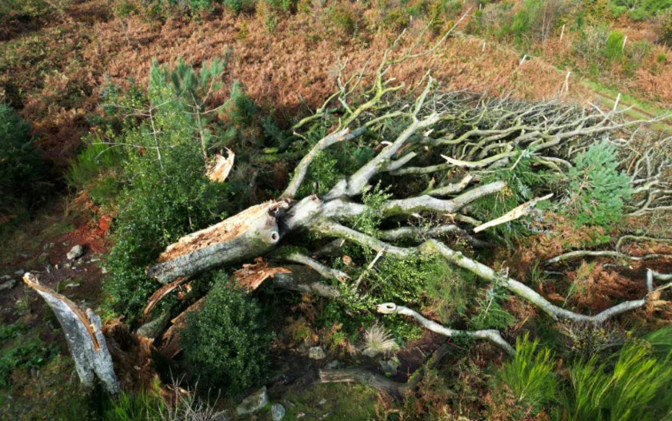 Le hêtre de Ponthus, arbre plusieurs fois centenaire, au sol après avoir été déraciné par les vents violents de la tempête Ciaran, dans la forêt de Brocéliande, le 3 novembre 2023 à Paimpont, en Ille-et-Vilaine © Damien MEYER