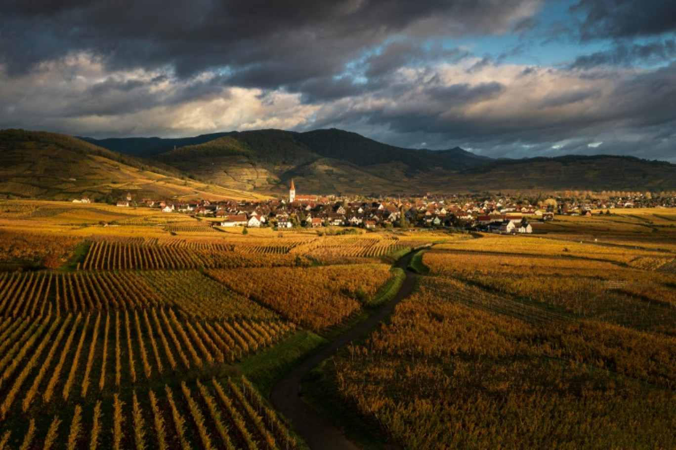 Les vignobles aux alentours du village de Ammerschwihr, dans le Haut-Rhin, le 6 novembre 2023 © PATRICK HERTZOG