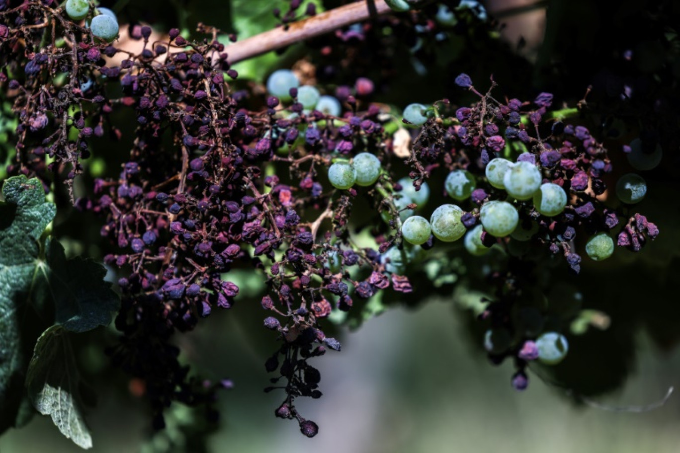 Des grappes de raisin desséchées par le mildiou à Rabastens, le 21 août 2023 dans le Tarn © Charly TRIBALLEAU